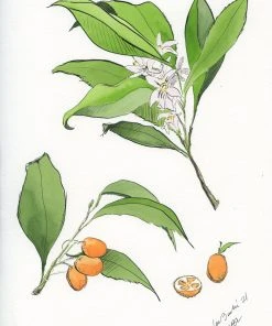 Lia Burke Libaire WHAT'S HOT Citrus