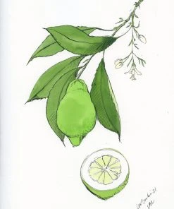 Lia Burke Libaire WHAT'S HOT Citrus