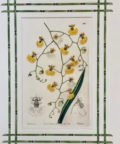 Missy Norton Set Of 4 Orchid Antique Prints With Hand-painted Bamboo Borders