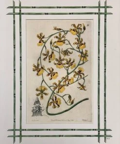 Missy Norton Set Of 4 Orchid Antique Prints With Hand-painted Bamboo Borders