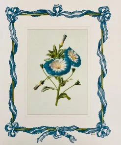 Missy Norton Art & Games Morning Glory Antique Print With Hand-painted Ribbon Border.