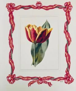 Missy Norton Red Tulip Antique Print With Hand-painted Ribbon Border Cool As IKat