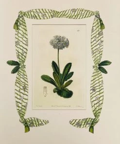 Missy Norton Art & Games Primrose Antique Print With Hand-painted Lattice Border