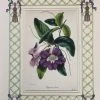Missy Norton Art & Games Begonia Antique Print With Hand-painted Lattice Border