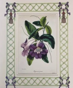 Missy Norton Art & Games Begonia Antique Print With Hand-painted Lattice Border