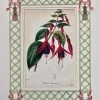 Missy Norton Fuschia Antique Print With Hand-painted Lattice Border. Art & Games