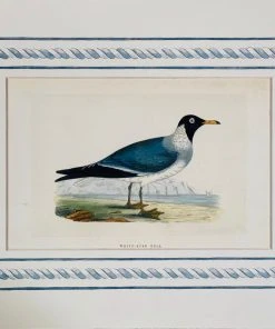 Missy Norton Set Of 4 Seagull Antique Print With Hand-painted Border