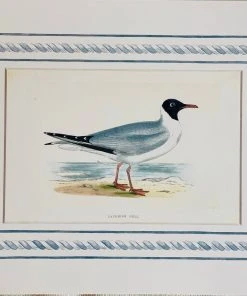Missy Norton Set Of 4 Seagull Antique Print With Hand-painted Border