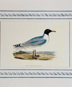 Missy Norton Set Of 4 Seagull Antique Print With Hand-painted Border