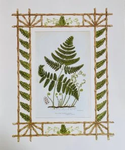 Missy Norton Set Of 4 Fern Antique Prints With Hand-painted Borders Art & Games