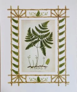Missy Norton Set Of 4 Fern Antique Prints With Hand-painted Borders Art & Games