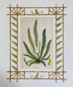 Missy Norton Set Of 4 Fern Antique Prints With Hand-painted Borders Art & Games
