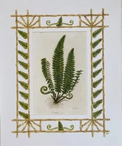 Missy Norton Set Of 4 Fern Antique Prints With Hand-painted Borders Art & Games