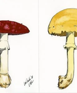 Lia Burke Libaire Earthy Mushrooms (Set Of 4) WHAT'S HOT