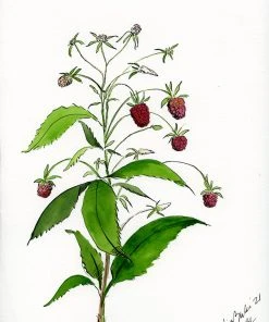 Lia Burke Libaire Raspberries (Set Of 2) WHAT'S HOT