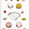 Lia Burke Libaire Shells