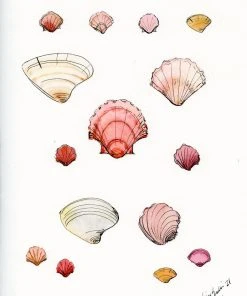 Lia Burke Libaire Shells