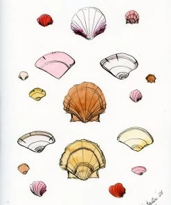 Lia Burke Libaire Shells